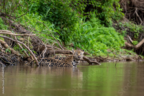 Jaguar standing in the Cuiaba River  Pantanal