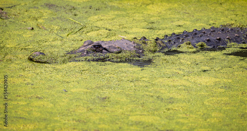 Close up of a half submerged Alligator gliding through thick green algae in the water