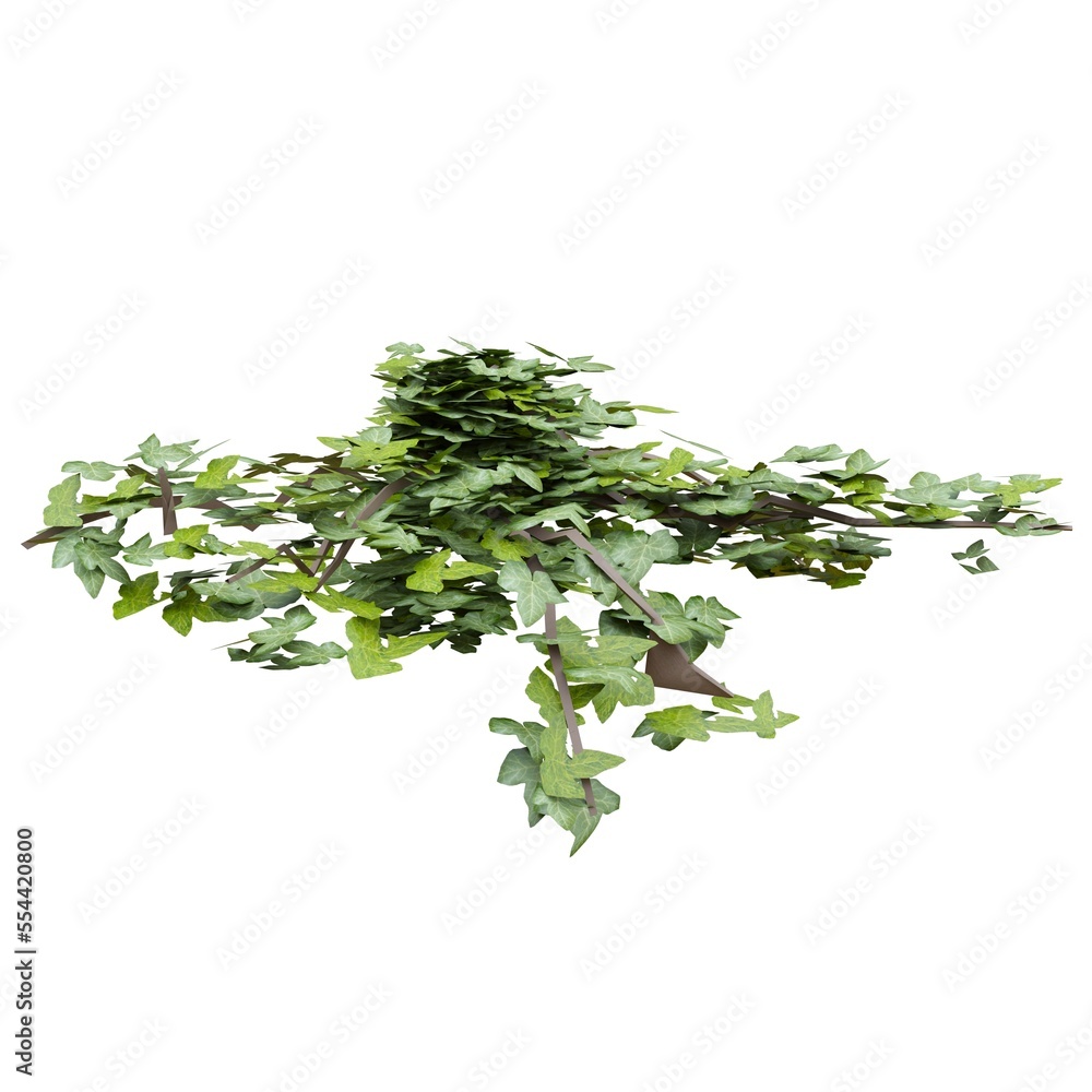 Climbing plants ivy isolated on white background 3d illustration Climbing plants ivy isolated on white background 3d illustration