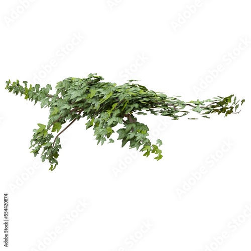 Climbing plants ivy isolated on white background 3d illustration © vik173