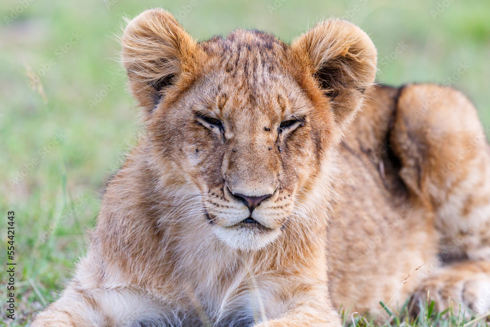 Sleeping lion cub in the grass