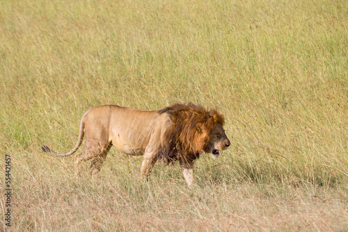 Male lion in the grass on the savannah