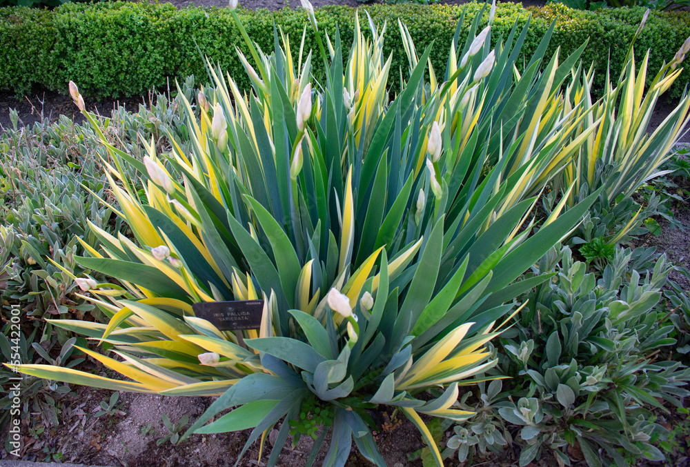 Plant with long leaves united in a bouquet Plant with long leaves united in a bouquet