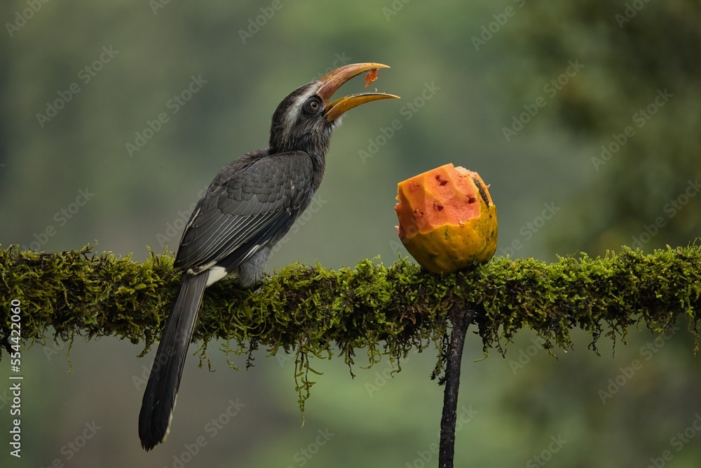Most Beautiful Malabar grey hornbill having fruits with beautiful