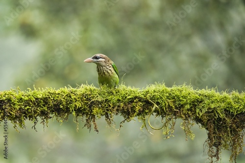 White-cheeked (small green) Barbet having fruits as food. Amazing photo  with good background. Best to watch when birds feed on their food
 photo