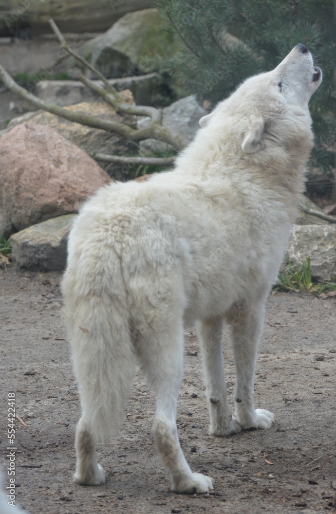 Fototapeta premium A white wolf calls howling in the forest