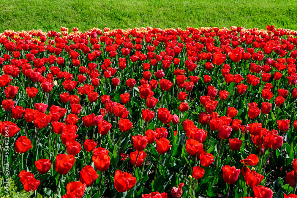 Many delicate vivid red tulips in full bloom in a sunny spring garden, beautiful outdoor floral background photographed with soft focus