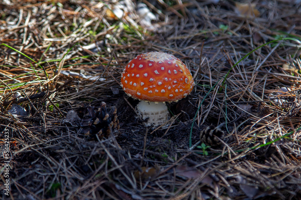 Fly agaric mushroom with red hat growing in a forest Fly agaric mushroom with red hat growing in a forest