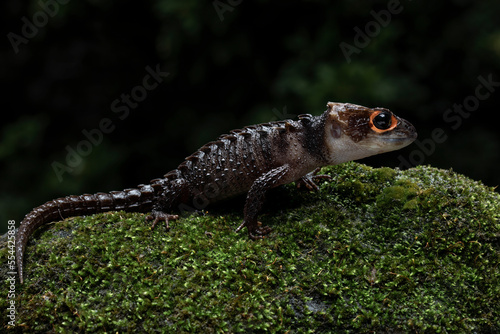 Red-eyed Crocodile Skink (Tribolonotus gracilis) on mossy wood. photo