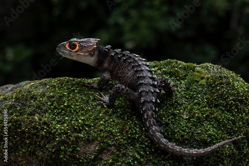 Red-eyed Crocodile Skink (Tribolonotus gracilis) on mossy wood. photo
