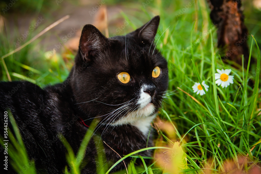British black striped cat with orange eyes sits in the grass on a leash and smells daisies.