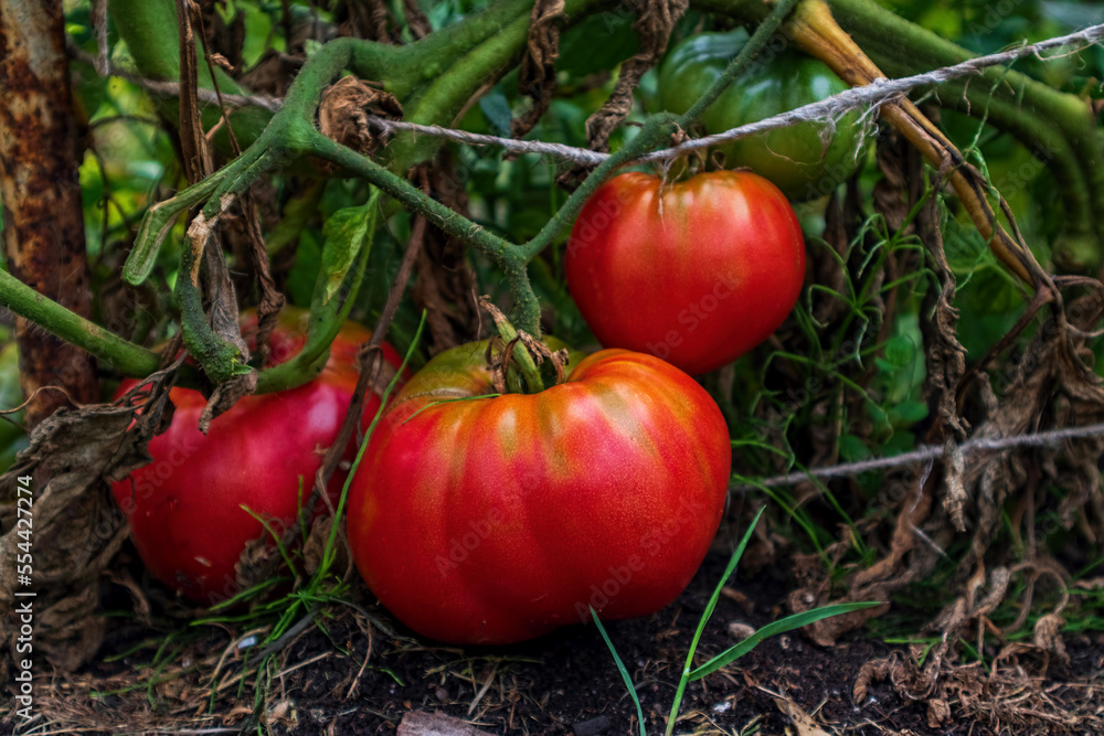 ripe tomatoes lie on a garden bed, a branch of a tomatoe bush iinclined to the ground through a rope for tying, closeup photo ripe tomatoes lie on a garden bed, a branch of a tomatoe bush iinclined to the ground through a rope for tying, closeup photo