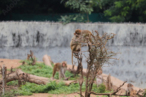 Some monkey's are jumping at the tree © nayeem