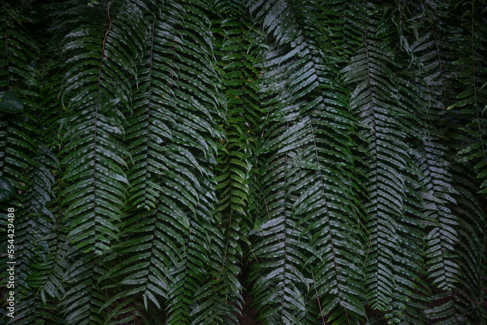 Fern leaves background. Dark lush foliage of giant sword fern