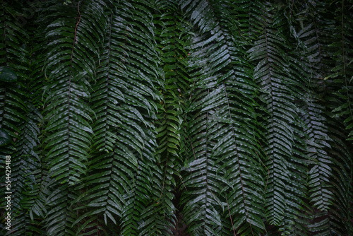 Fern leaves background. Dark lush foliage of giant sword fern