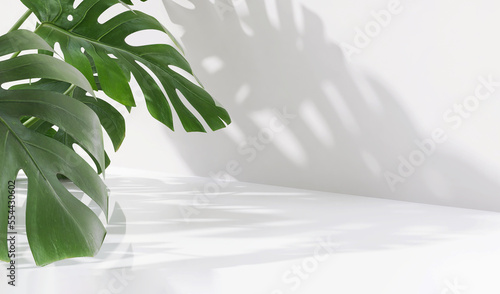 3D beautiful foliage of tropical monstera plant in sunlight, leaf shadow on glossy table counter and white wall with space in background for luxury summer, nature, organic product display backdrop