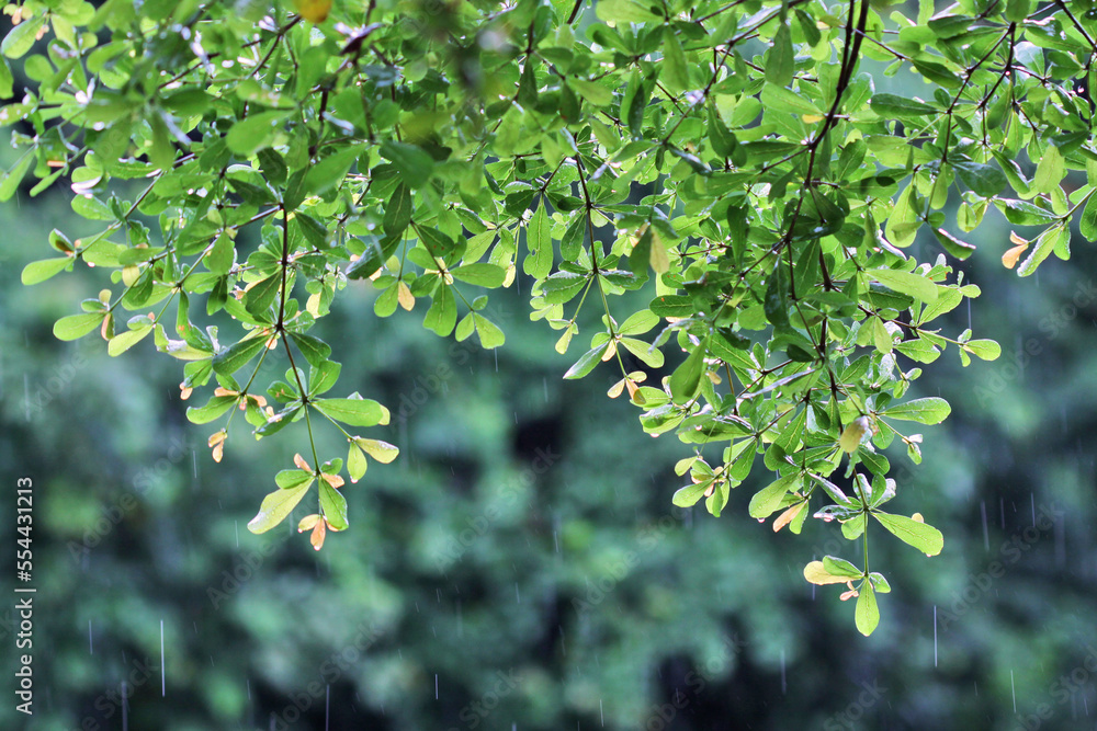 Green leaf in the rain Green leaf in the rain