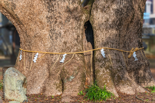 Closeup on the trunck of two gigantic twins camphor trees enclosed by a shinto shimenawa hemp or straw rope on the ground of Isahaya Shrine designated as a natural monument by Nagasaki Prefecture. photo