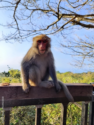 Formosan Rock Macaques on the Chai Mountain (柴山) #5 photo