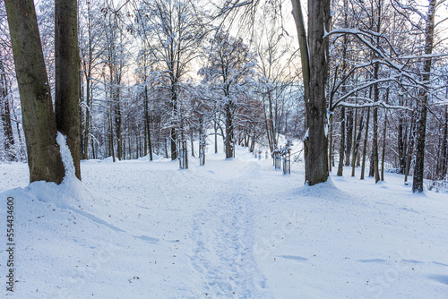 Forest trail among frosted beech trees in the winter morning.