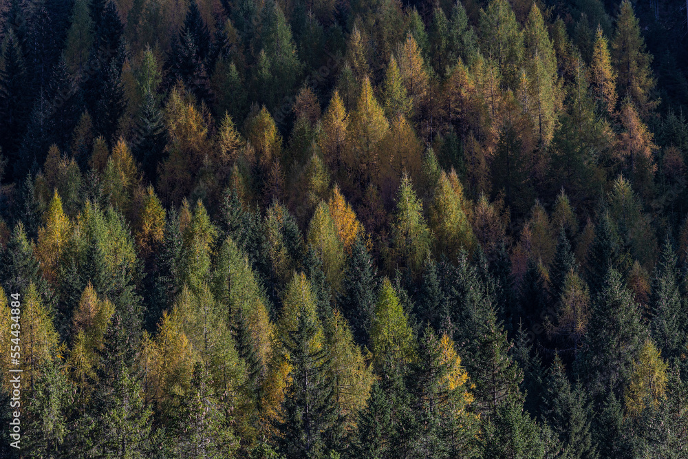 Lärchen im Herbst Lärchen im Herbst