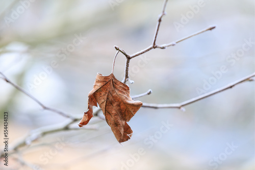 Dry leaf on sycamore branch with first frost in winter december day