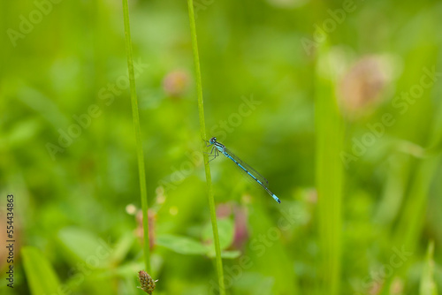 Libélula posada en una hierba  ©                Jairo