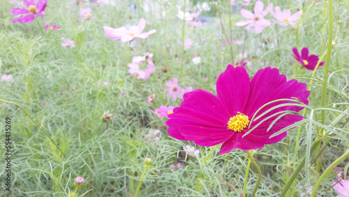 Canvas Print A dainty carmine pink flowers, Cosmos genus, blooming in an autumn garden