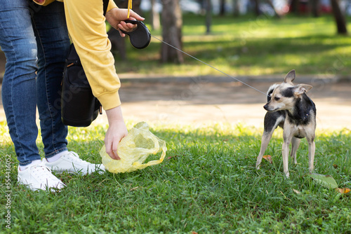 Foto the owner picks up dog excrement from the grass in the park for a walk with a pe