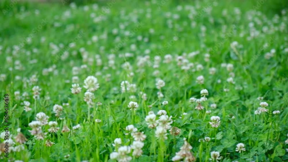 Trifolium pratense, the white clover in the meadow. White-flowered clover and Poa annua, or annual meadow grass on the lawn in summer in the sunlight. Trifolium pratense, the white clover in the meadow. White-flowered clover and Poa annua, or annual meadow grass on the lawn in summer in the sunlight.