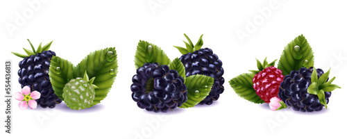 Blackberry Compositions Set