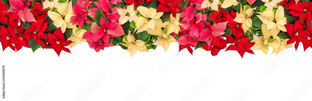 PNG poinsettia flowers. Christmas floral decoration isolated