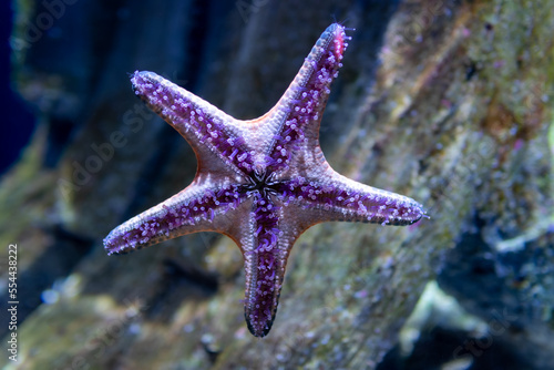 A Underwater scene with a blue purple starfish. Cause up of a Seastar photo