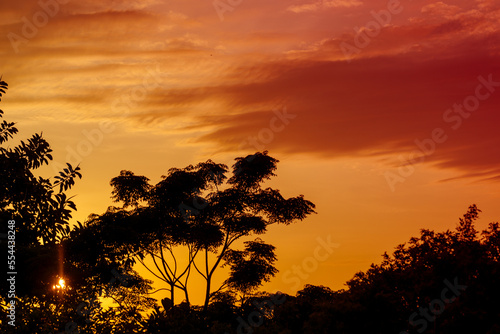 sunset through tree silhoutte