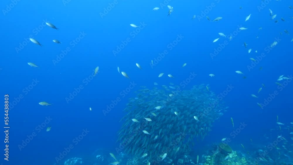 Seascape with Bait Ball, School of Fish, Mackerel fish in the coral reef of the Caribbean Sea, Curacao