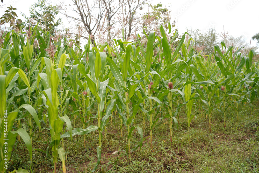 Naklejka premium Corn field close up. Selective focus.Green Maize Corn Field Plantation in Summer Agricultural Season.