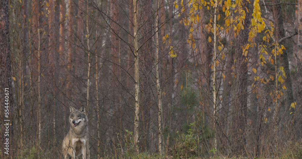 Obraz premium Wolves in the wood with autumn background
