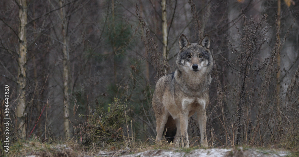 Fototapeta premium Wolf in the forest with winter background