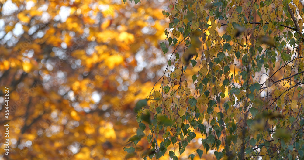 Autumn October in the wild forest Autumn October in the wild forest