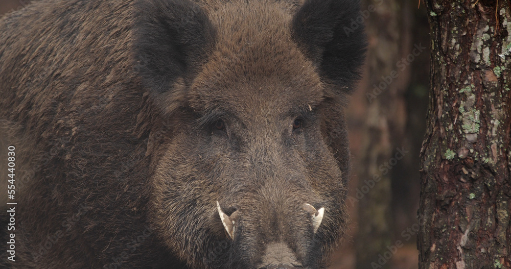 Portrait of wild boar (sun scrofa) in natural habitats Portrait of wild boar (sun scrofa) in natural habitats