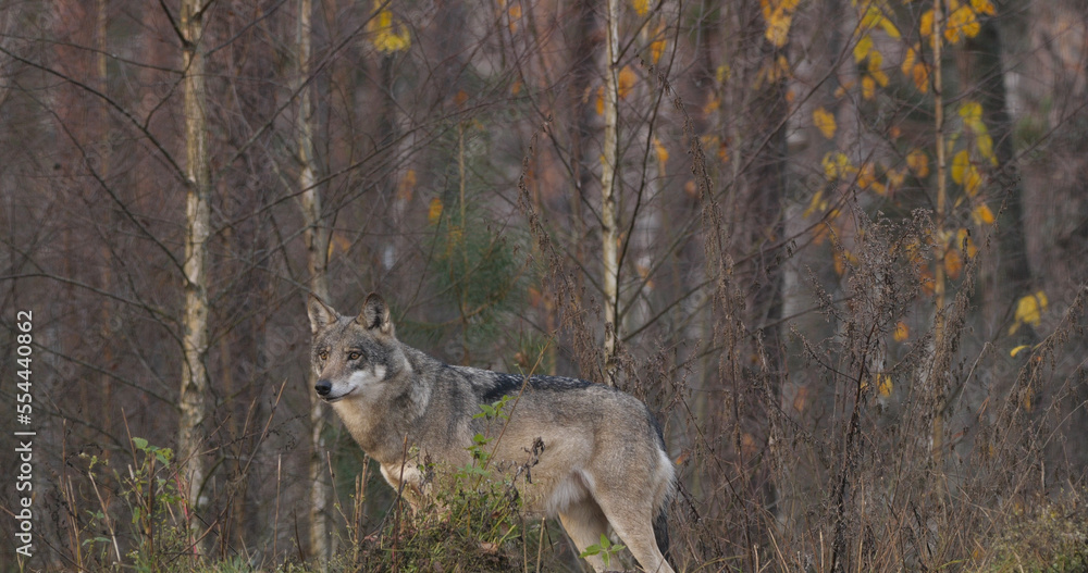 Fototapeta premium Wolves in the wood with autumn background