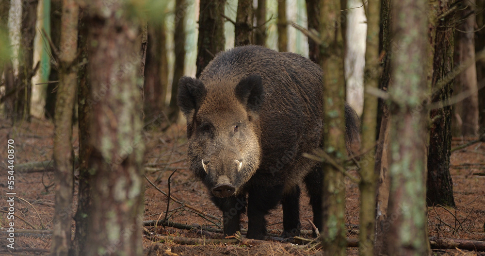 Portrait of wild boar (sun scrofa) in natural habitats Portrait of wild boar (sun scrofa) in natural habitats