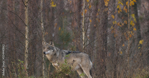 Wolves in the wood with autumn background