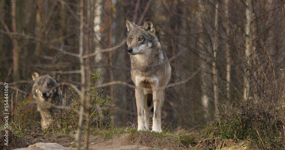 Wolves in the wood with autumn background Wolves in the wood with autumn background