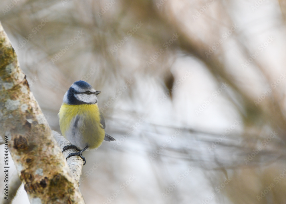 Fototapeta premium Wild songbird in the garden in winter