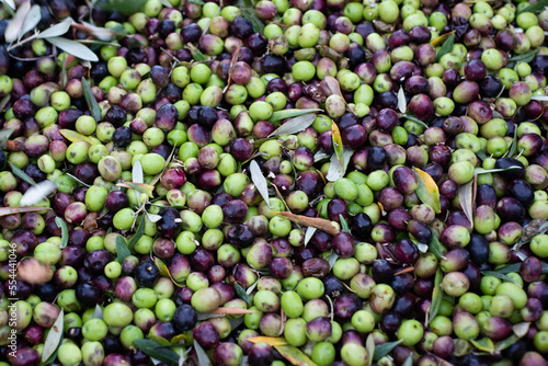 Wallpaper Mural Olive Torontodigital.ca