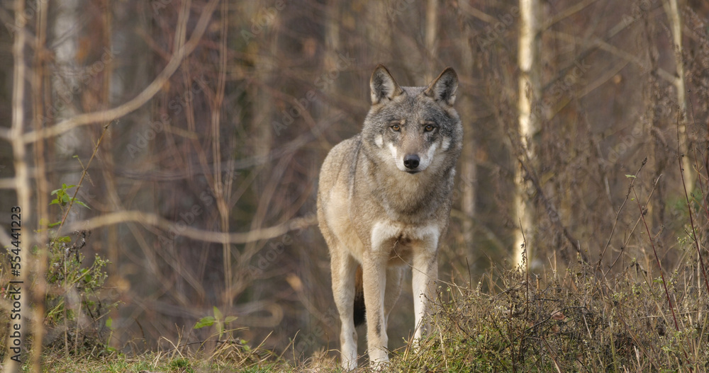 Wolves in the wood with autumn background