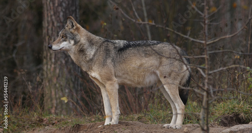 Wolves in the wood with autumn background