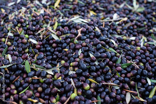 Wallpaper Mural Olive Torontodigital.ca