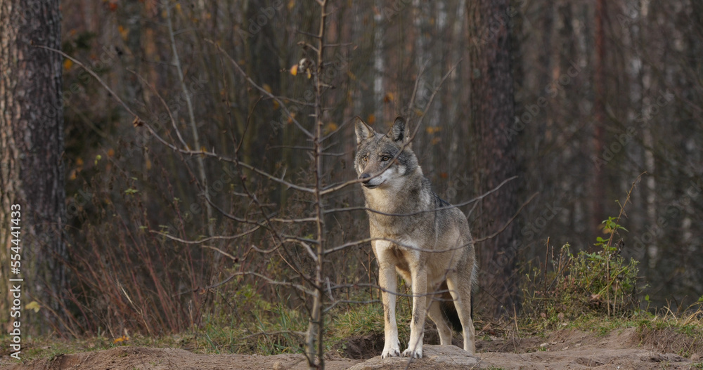 Wolf in the wood at the autumn background Wolf in the wood at the autumn background